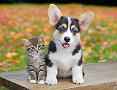 DOK 01 BK0096 01
Tabby Kitten And Welsh Corgi  Puppy Sitting On Bench By Autumn Leaves