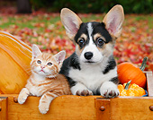 DOK 01 BK0097 01
Orange Kitten And Welsh Corgi  Puppy In Crate With Pumpkins By Autumn Leaves