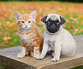 DOK 01 BK0098 01
Orange Kitten And Pug Puppy Sitting On Bench By Autumn Leaves