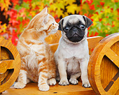 DOK 01 BK0099 01
Orange Kitten And Pug Puppy Sitting On Wagon By Autumn Leaves