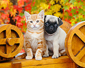 DOK 01 BK0100 01
Orange Kitten And Pug Puppy Sitting On Wagon By Autumn Leaves