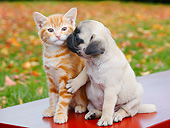 DOK 01 BK0101 01
Orange Kitten And Pug Puppy Sitting On Bench By Autumn Leaves
