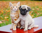 DOK 01 BK0102 01
Orange Kitten And Pug Puppy Sitting On Bench By Autumn Leaves
