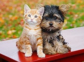 DOK 01 BK0103 01
Orange Kitten And Yorkshire Terrier Puppy Sitting On Bench By Autumn Leaves
