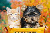DOK 01 BK0104 01
Orange Kitten And Yorkshire Terrier Puppy Sitting In Basket By Autumn Leaves