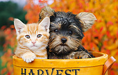 DOK 01 BK0105 01
Orange Kitten And Yorkshire Terrier Puppy Sitting In Basket By Autumn Leaves