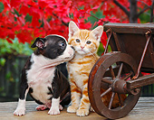 DOK 01 BK0106 01
Boston Terrier Puppy And Orange Kitten Sitting By Wheelbarrow And Autumn Leaves