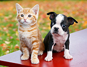 DOK 01 BK0107 01
Orange Kitten And Boston Terrier Sitting On Bench By Autumn Leaves