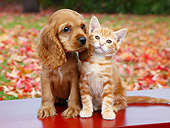 DOK 01 BK0108 01
Cocker Spaniel Puppy And Orange Kitten Sitting On Bench By Autumn Leaves