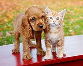DOK 01 BK0109 01
Cocker Spaniel Puppy And Orange Kitten Standing On Bench By Autumn Leaves