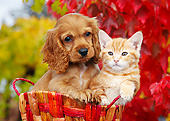 DOK 01 BK0110 01
Cocker Spaniel Puppy And Orange Kitten Sitting In Basket By Autumn Leaves