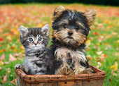 DOK 01 BK0111 01
Tabby Kitten And Yorkshire Terrier Puppy Sitting In Basket By Autumn Leaves