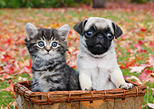 DOK 01 BK0112 01
Tabby Kitten And Pug Puppy Sitting In Basket By Autumn Leaves