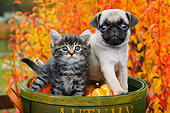 DOK 01 BK0113 01
Tabby Kitten And Pug Puppy Sitting In Basket By Autumn Leaves