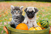 DOK 01 BK0114 01
Tabby Kitten And Pug Puppy Sitting In Basket By Autumn Leaves