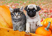 DOK 01 BK0115 01
Tabby Kitten And Pug Puppy Sitting In Crate By Autumn Leaves