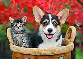 DOK 01 BK0116 01
Tabby Kitten And Welsh Corgi  Puppy Sitting In Basket By Autumn Leaves