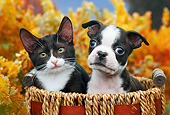 DOK 01 BK0117 01
Tuxedo Kitten And Boston Terrier Puppy Sitting In Basket By Autumn Leaves