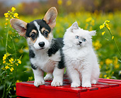 DOK 01 BK0118 01
Welsh Corgi Puppy And White Kitten On Bench By Spring Flowers