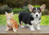 DOK 01 BK0119 01
Orange Kitten And Welsh Corgi Puppy On Bench