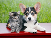 DOK 01 BK0120 01
Tabby Kitten And Welsh Corgi Puppy Laying On Bench