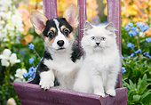 DOK 01 BK0121 01
Welsh Corgi Puppy And White Kitten Sitting On Purple Chair In Garden
