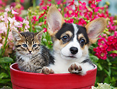 DOK 01 BK0122 01
Tabby Kitten And Welsh Corgi Puppy Sitting In Flower Pot By Spring Flowers