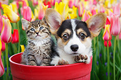 DOK 01 BK0123 01
Tabby Kitten And Welsh Corgi Puppy Sitting In Flower Pot By Tulips