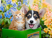 DOK 01 BK0124 01
Orange Kitten And Welsh Corgi Puppy Sitting In Tin Box In Garden