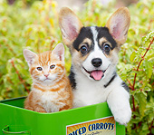 DOK 01 BK0125 01
Orange Kitten And Welsh Corgi Puppy Sitting In Tin Box In Garden