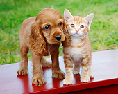 DOK 01 BK0126 01
Cocker Spaniel Puppy And Orange Kitten Standing On Bench