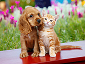 DOK 01 BK0127 01
Cocker Spaniel Puppy And Orange Kitten Sitting On Bench By Spring Flowers