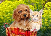 DOK 01 BK0128 01
Cocker Spaniel Puppy And Orange Kitten Sitting In Basket By Yellow Flowers