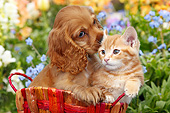 DOK 01 BK0129 01
Cocker Spaniel Puppy And Orange Kitten Sitting In Basket By Spring Flowers