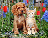 DOK 01 BK0130 01
Cocker Spaniel Puppy And Orange Kitten Sitting On Chair In Garden