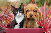 DOK 01 BK0131 01
Tuxedo Kitten And Cocker Spaniel Puppy Sitting In Tin Box In Garden