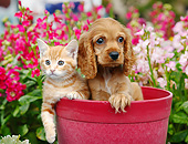 DOK 01 BK0132 01
Cocker Spaniel Puppy And Orange Kitten Sitting In Flower Pot By Pink Flowers