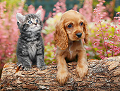 DOK 01 BK0133 01
Tabby Kitten And Cocker Spaniel Puppy On Log By Spring Flowers