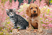 DOK 01 BK0134 01
Tabby Kitten And Cocker Spaniel Puppy On Log By Spring Flowers