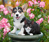 DOK 01 BK0135 01
Welsh Corgi Puppy And Tuxedo Kitten On Pedestal In Garden
