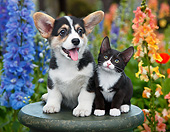 DOK 01 BK0136 01
Welsh Corgi Puppy And Tuxedo Kitten On Pedestal In Garden