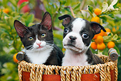 DOK 01 BK0137 01
Tuxedo Kitten And Boston Terrier Puppy Sitting In Basket By Fruit Tree