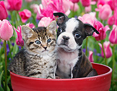 DOK 01 BK0138 01
Tabby Kitten And Boston Terrier Puppy Sitting In Flower Pot By Tulips