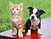 DOK 01 BK0139 01
Orange Kitten And Boston Terrier Puppy Sitting On Bench