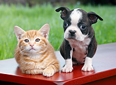 DOK 01 BK0140 01
Orange Kitten And Boston Terrier Puppy On Bench