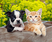 DOK 01 BK0141 01
Boston Terrier Puppy And Orange Kitten Sitting In Planter Box