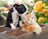 DOK 01 BK0142 01
Boston Terrier Puppy And Orange Kitten Sitting In Planter Box