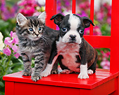 DOK 01 BK0143 01
Tabby Kitten And Boston Terrier Puppy Sitting On Red Chair In Garden