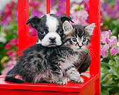 DOK 01 BK0144 01
Tabby Kitten And Boston Terrier Puppy Sitting On Red Chair In Garden