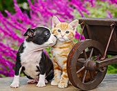 DOK 01 BK0145 01
Boston Terrier Puppy And Orange Kitten Sitting By Wheelbarrow And Pink Flowers
